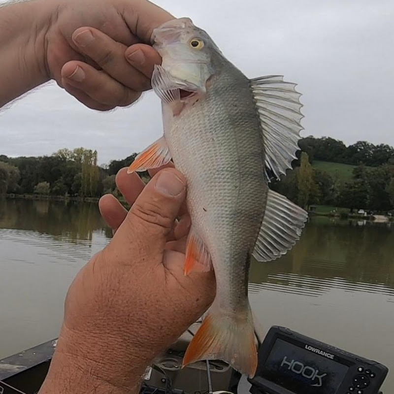 Papapêche et les poissons