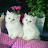 Lucky Meow White Baby Cats for Buisness