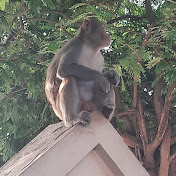 Nature Focus 