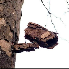 ARARIA COMPUTER AND SERVICES