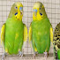 h9QrQVElUVQ-channel-avatar-Hanni Pet Budgies 