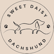 Sweet Daisy Dachshund