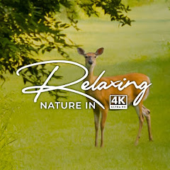 Channel thumbnail for Relaxing Nature In 4K