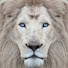 KOKDBDRwWXw-channel-avatar-ANIMAL LEGENDS