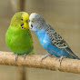 Budgies parrot logo