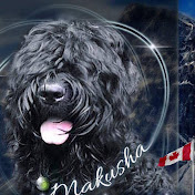 Black Russian Terrier  in Canada BLACK PANTERa