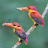 -c4wKyxytXc-channel-avatar-Birds World24