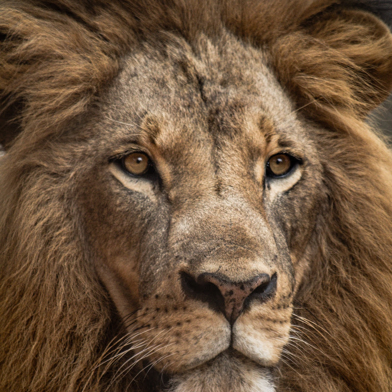 The King