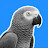 @Parrot.DFilms