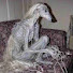 TWubvQfbwAA-channel-avatar-Apyr