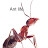 ANT LIFE