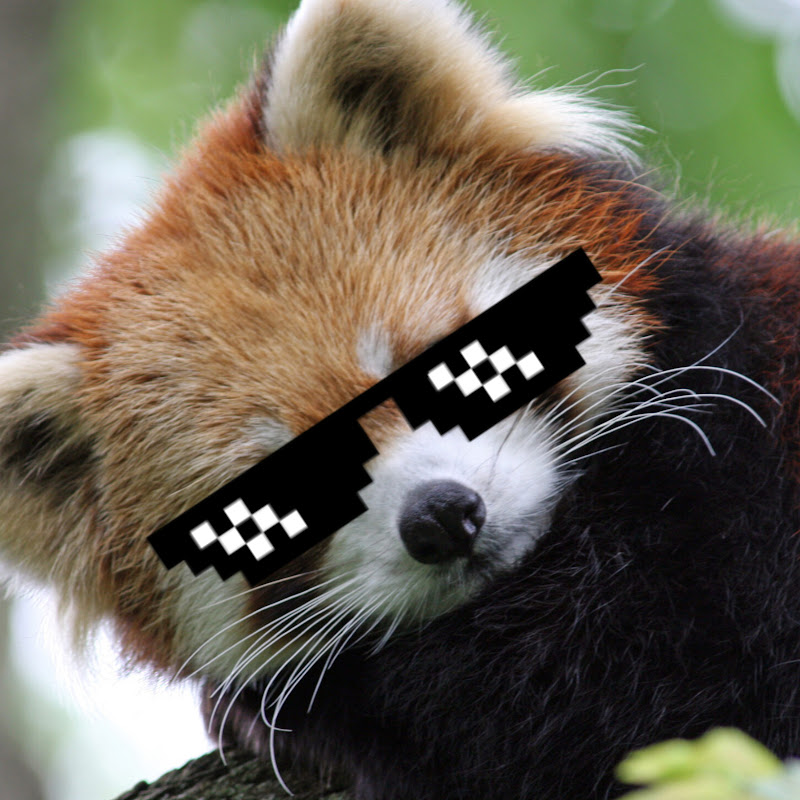 RedPandaRiot