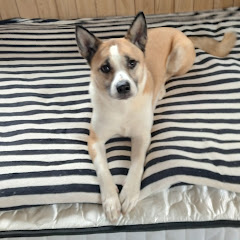 keimi.ch〜趣味と愛犬との日々〜
