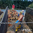 7Vf_42RZ-aI-channel-avatar-Ari cahputra  Nibung 