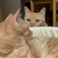 ぽてぽてポテトササミ巻きちゃんねる