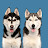 The Husky Moon
