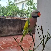  Vẹt Markel Và Chủ Nó