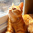 Ginger - The Spoiled Cat