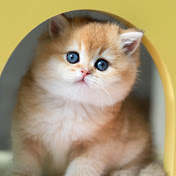 Precious Plush Kittens