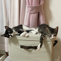 はじめての預かりボランティア【保護猫(犬)】アイコン画像