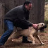 MGMXOvksiHo-channel-avatar-American Sentinel K9, LLC