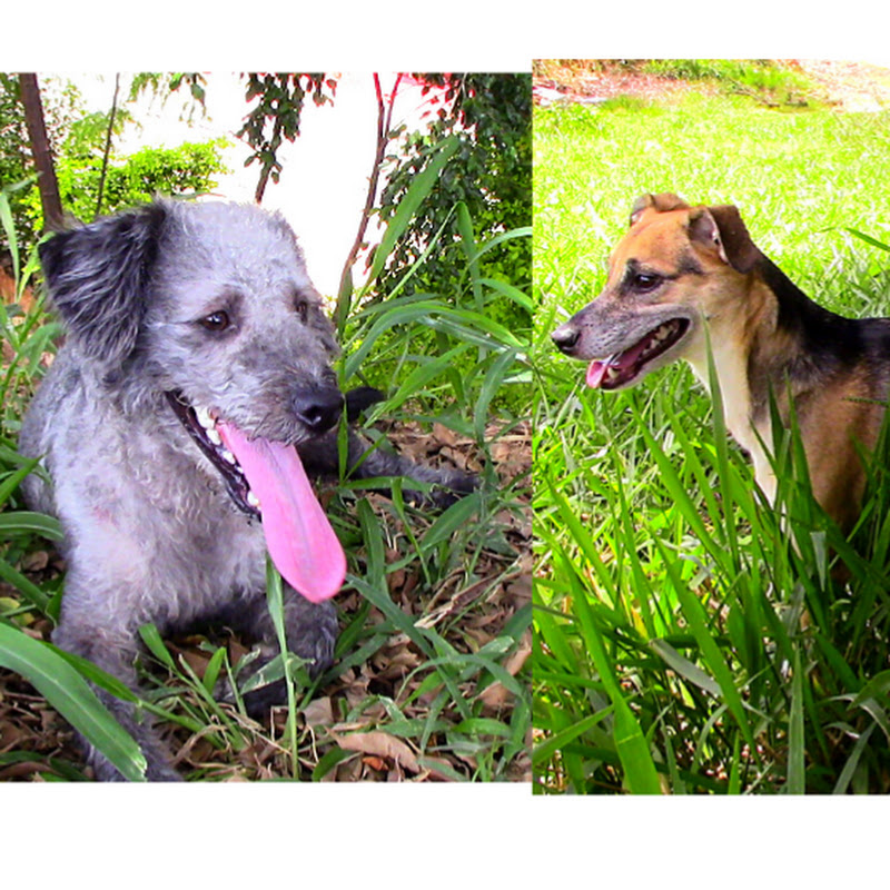  Aventuras de Valente e Dingo