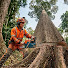 YvZGKkoRhI4-channel-avatar-Tree Sawing Channel