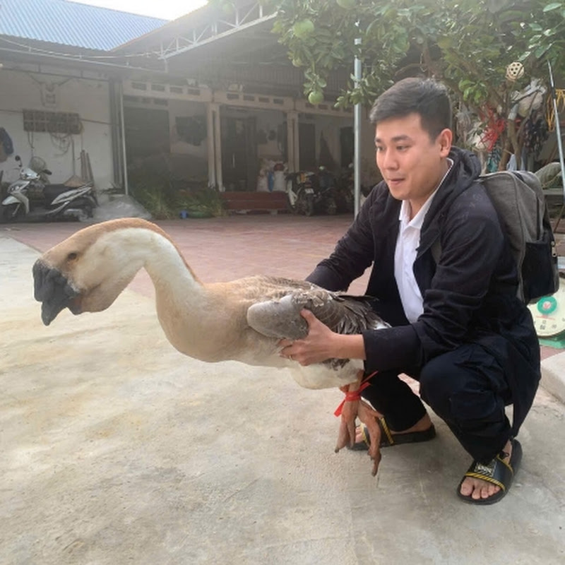 Đức Nhân Nguyễn