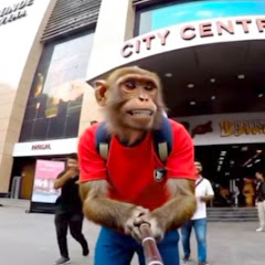 monkey vlogs