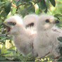 Broad-winged hawks & babies: bird watching logo