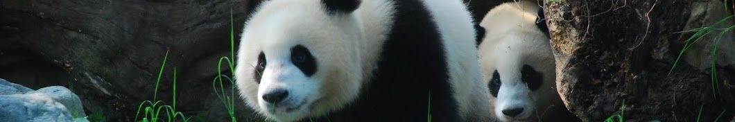 My Panda Tour Avatar de canal de YouTube