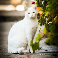 感動フェアリー