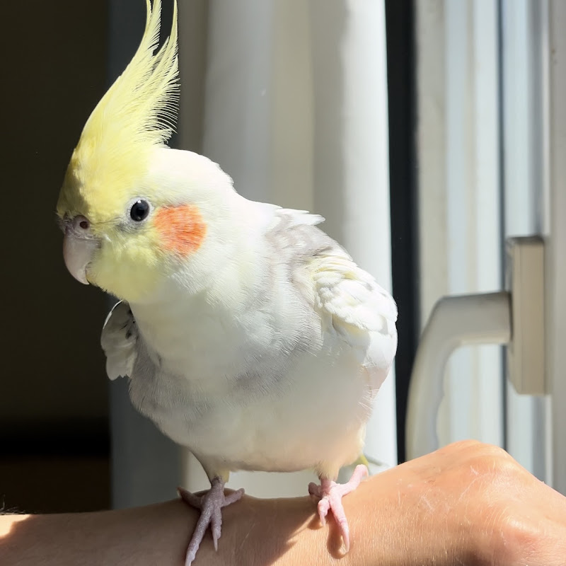 DPGPARROT