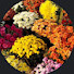 EYtWcmIVrOQ-channel-avatar-Rongdhanu Garden
