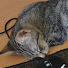 T1ZLg86WNkg-channel-avatar-Torrijas