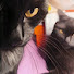 yCoYqkV5skE-channel-avatar-MeowBook 
