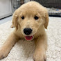 Bailey Golden Retriever - @baileygolden1812 - Youtube