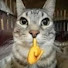 qao77SkraxU-channel-avatar-ILikeCuteCats