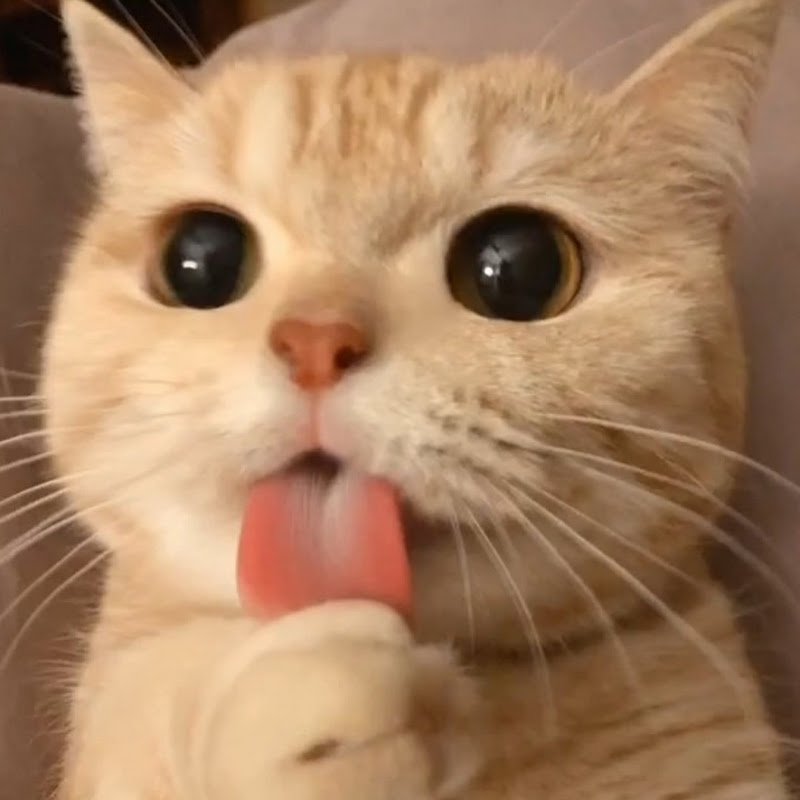 橙子小小说 Logo