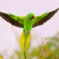 WALEED AHMED PETS