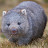 An Adorable Wombat