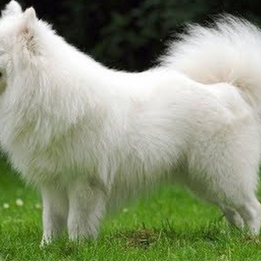 Japanese Spitz - Topic 