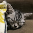 ohhy8gqDz4Q-channel-avatar-アメショーのクレア【ゴロゴロ猫】