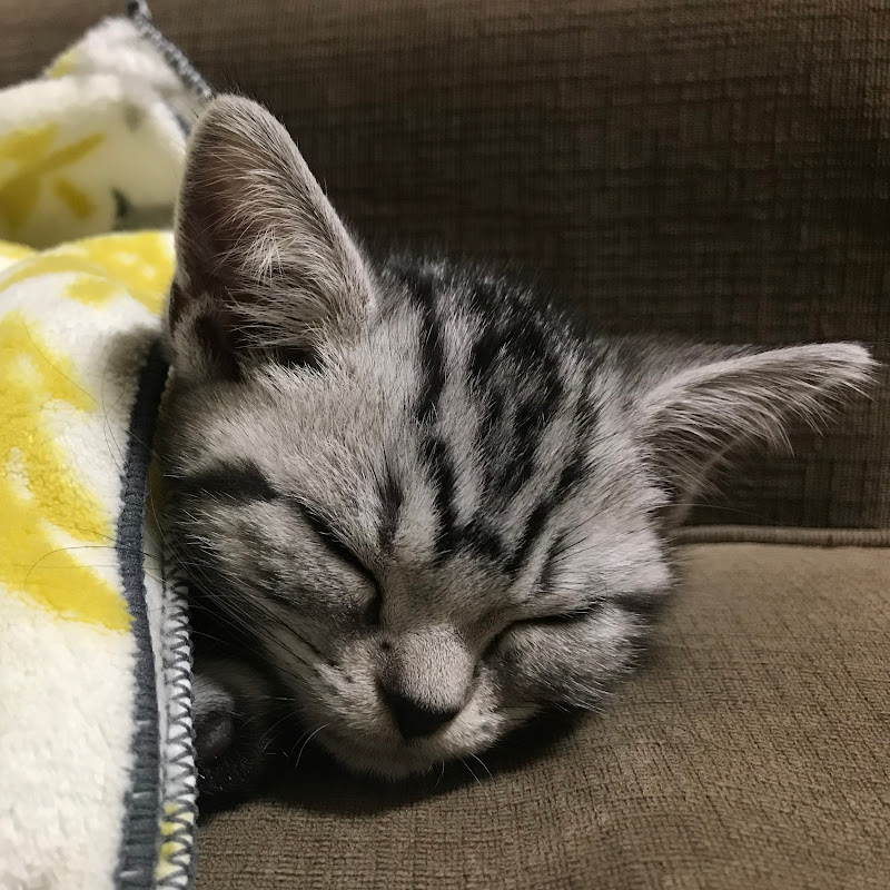 アメショーのクレア【ゴロゴロ猫】