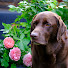 Rf-Mlhwas54-channel-avatar-Dog & Roses