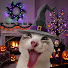 Ko9txjc-mxY-channel-avatar-skinny cat