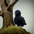 SxbmvpLQCjc-channel-avatar-Plastic_RAVEn