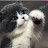 @펀치날리는고양이