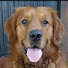 RrKP9aD9avM-channel-avatar-Animal Friendly