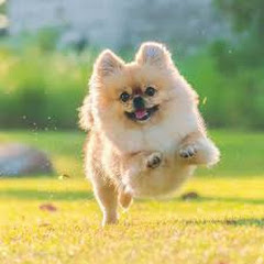 聪明的憨包アイコン画像